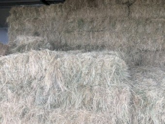 1000 x Rye Grass & Clover Small Squares