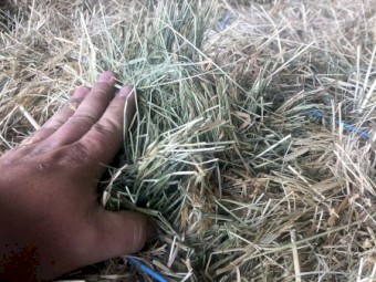 1000 x Rye Grass & Clover Small Squares