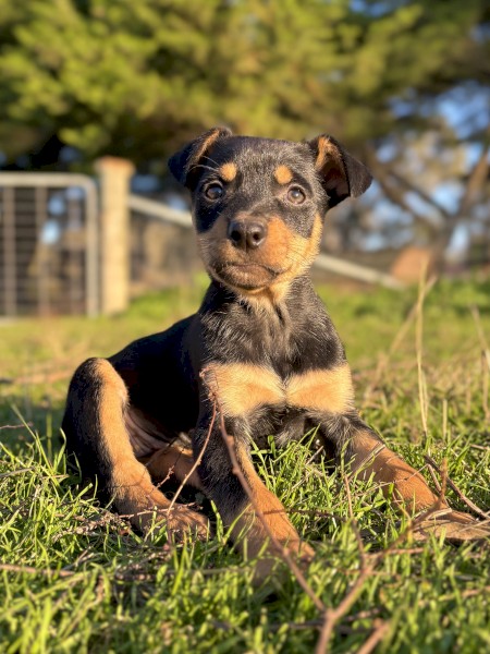 Working Kelpie Pups For Sale