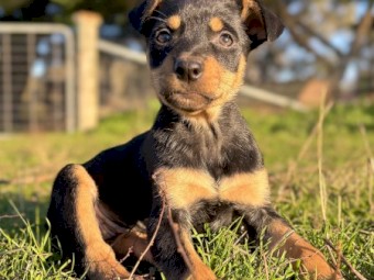 Working Kelpie Pups For Sale