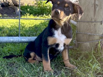 Working Kelpie Pups For Sale