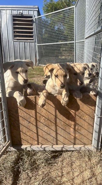 Yellow kelpie pups working dogs 