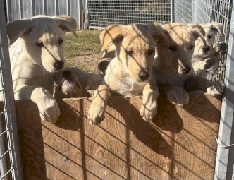 Yellow kelpie pups working dogs 