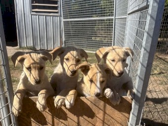Yellow kelpie pups working dogs 