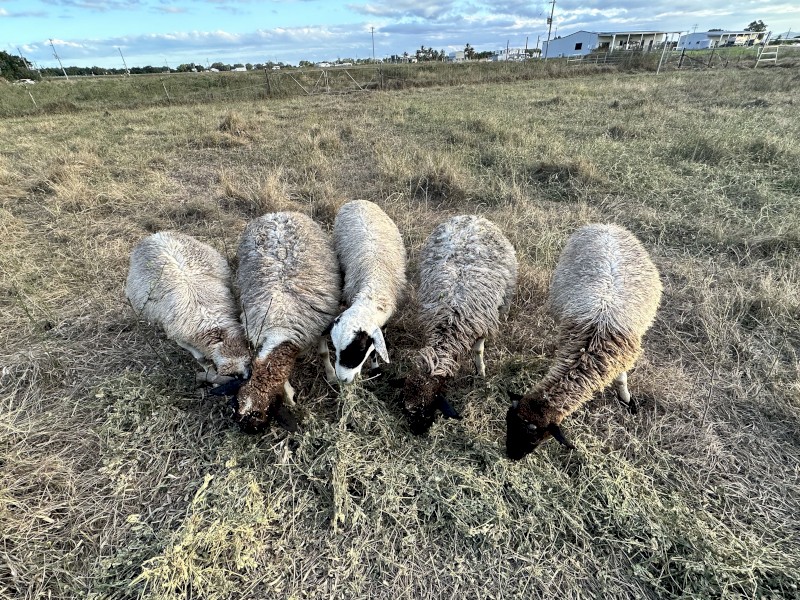 Dorper and Cross Sheep x 6