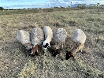 Dorper and Cross Sheep x 6