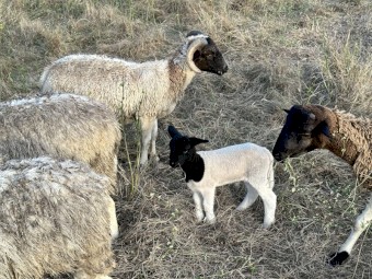 Dorper and Cross Sheep x 6
