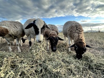 Dorper and Cross Sheep x 6