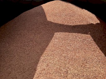 Modern Hay/Grazing Oats.