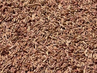 15mt Modern Hay/Grazing Oats