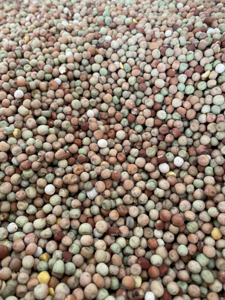 6mt Field Peas