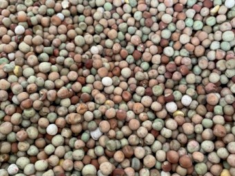 6mt Field Peas