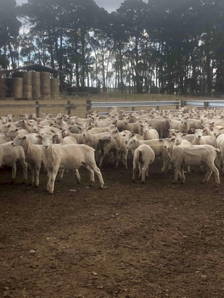 WANTED Runs of X-bred Composite or Merino Store Lambs