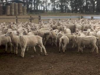 WANTED Runs of X-bred Composite or Merino Store Lambs