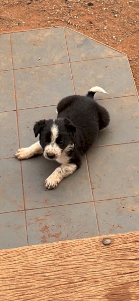 border collie cross puppies male