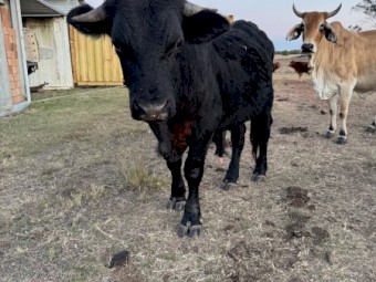 Brangus X Commercial Bull (No GST)