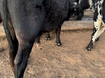 Brangus X Commercial Bull (No GST)