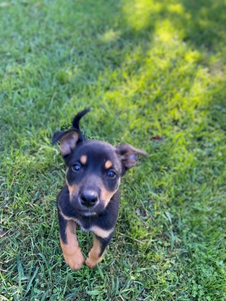 4 female Kelpie Pups 