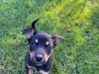 4 female Kelpie Pups 