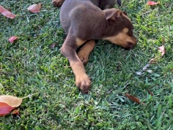 4 female Kelpie Pups 
