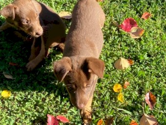 4 female Kelpie Pups 