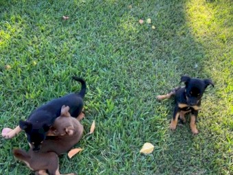 4 female Kelpie Pups 