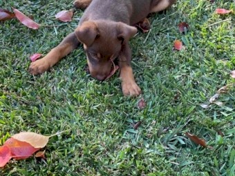 4 female Kelpie Pups 