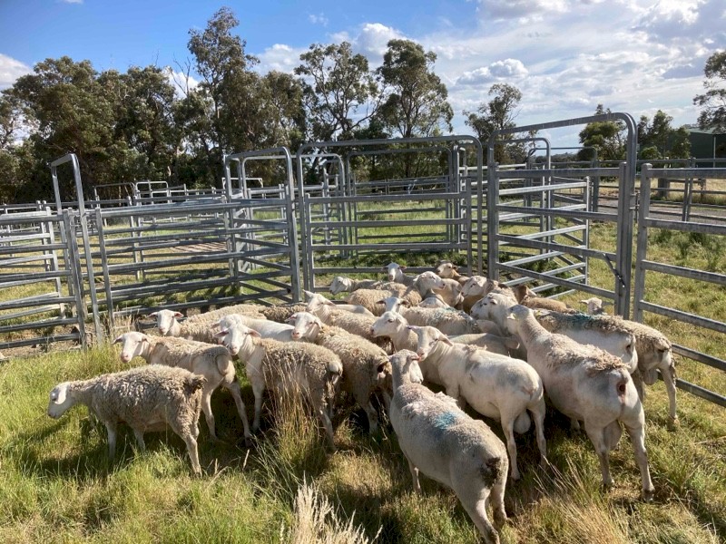 Dorper wethers hoggets