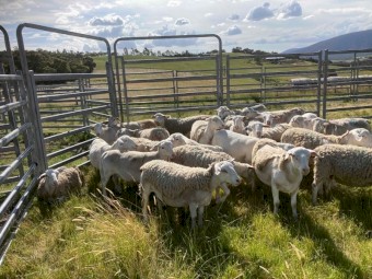 Dorper wethers hoggets
