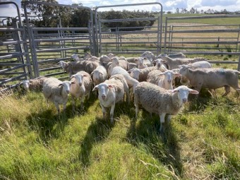 Dorper wethers hoggets