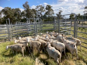 Dorper wethers hoggets