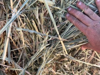 Oaten Hay - 1000mt