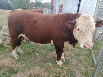 Poll Hereford bull