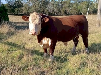 Poll Hereford bull