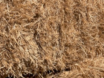 1000mt+ Barley Straw 500kg 8x4x3 Bales