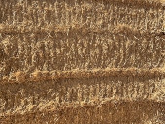 1000mt+ Barley Straw 500kg 8x4x3 Bales