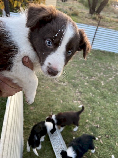 Border Collie Pups