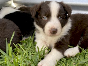 Border Collie Pups