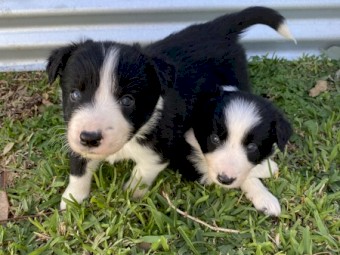Border Collie Pups