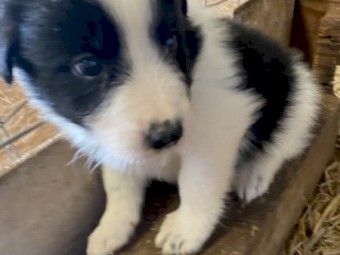 Border Collie Pups