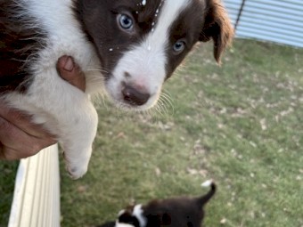 Border Collie Pups