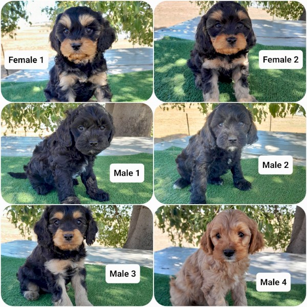 Cavoodle puppies 