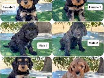 Cavoodle puppies 