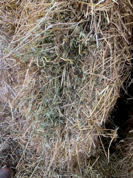 Lucerne and Ryegrass Mix Hay 580kg 8x4x3 Bales