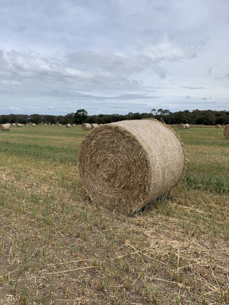 Oaten hay 