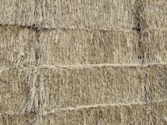 wheaten hay