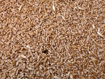 25mt Feed Wheat High Screenings