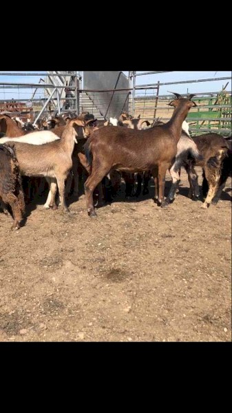 34 Maiden Does Scanned in kid to a Boer Buck