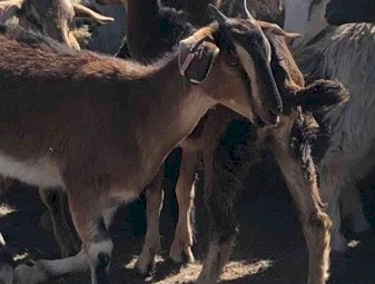 34 Maiden Does Scanned in kid to a Boer Buck