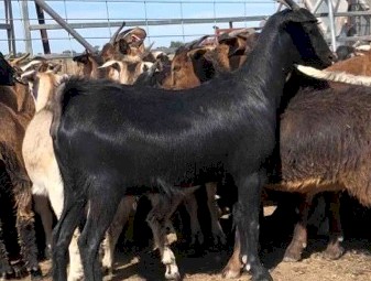 34 Maiden Does Scanned in kid to a Boer Buck